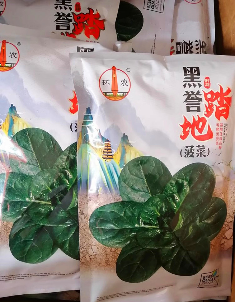 黑誉踏地菠菜种子趴地菠菜种子耐热耐寒肉厚圆叶耐抽