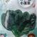 黑誉踏地菠菜种子趴地菠菜种子耐热耐寒肉厚圆叶耐抽