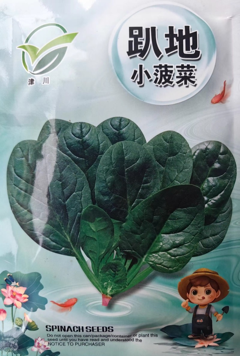 黑誉踏地菠菜种子趴地菠菜种子耐热耐寒肉厚圆叶耐抽