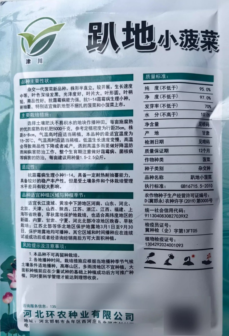 黑誉踏地菠菜种子趴地菠菜种子耐热耐寒肉厚圆叶耐抽