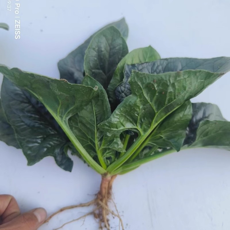 黑誉踏地菠菜种子趴地菠菜种子耐热耐寒肉厚圆叶耐抽