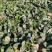 黑誉踏地菠菜种子趴地菠菜种子耐热耐寒肉厚圆叶耐抽