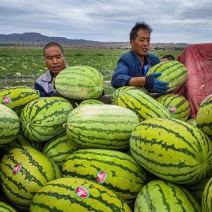 【优选】宁夏硒砂瓜石头瓜货发全国品质保证欢迎