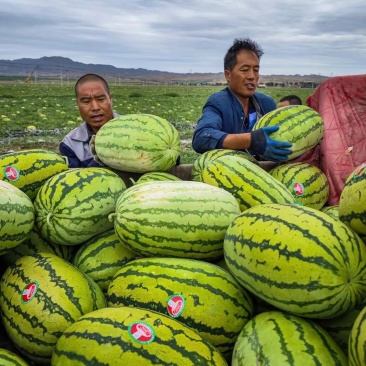 【优选】宁夏硒砂瓜石头瓜货发全国品质保证欢迎联系