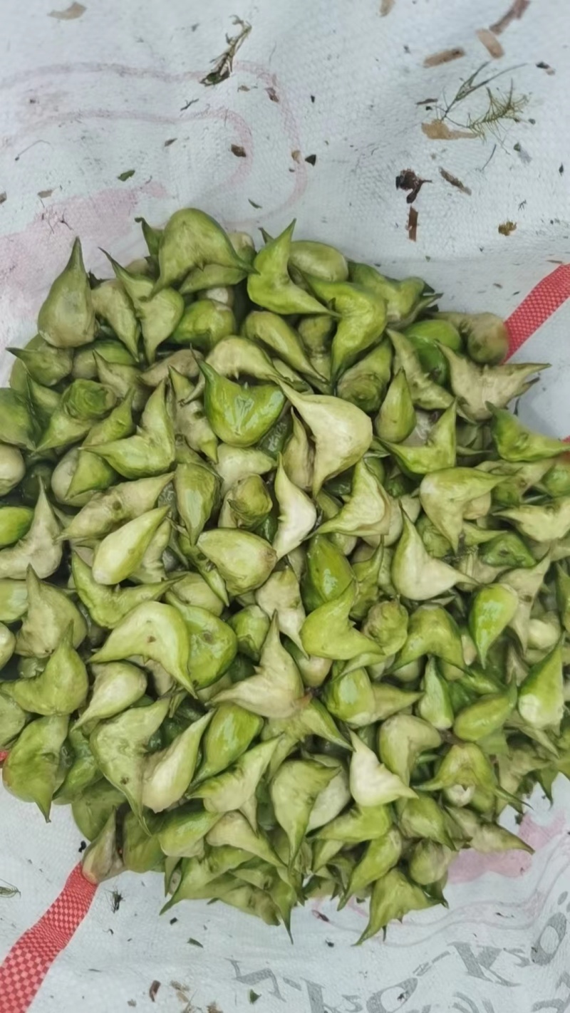 江苏泰州菱角现摘现发老菱角，嫩菱角，菱角米，自产自销