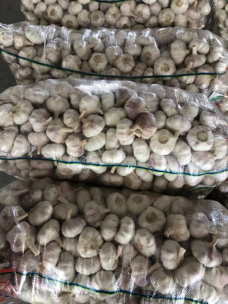 【精品蒜】邳州红皮净蒜代储长年代发全国批发市场