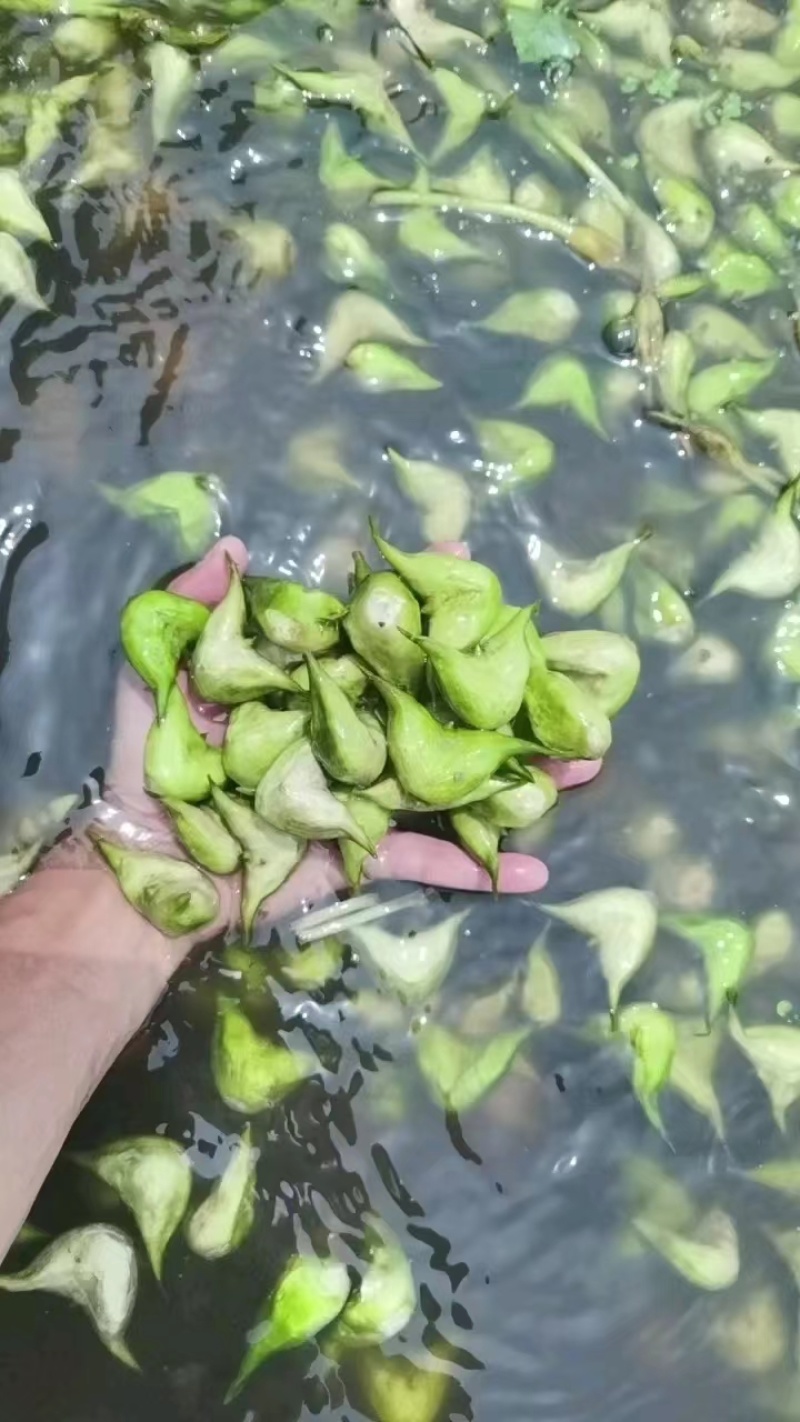 江苏泰州嫩菱角现摘现发脆嫩香甜可发全国欢迎联系