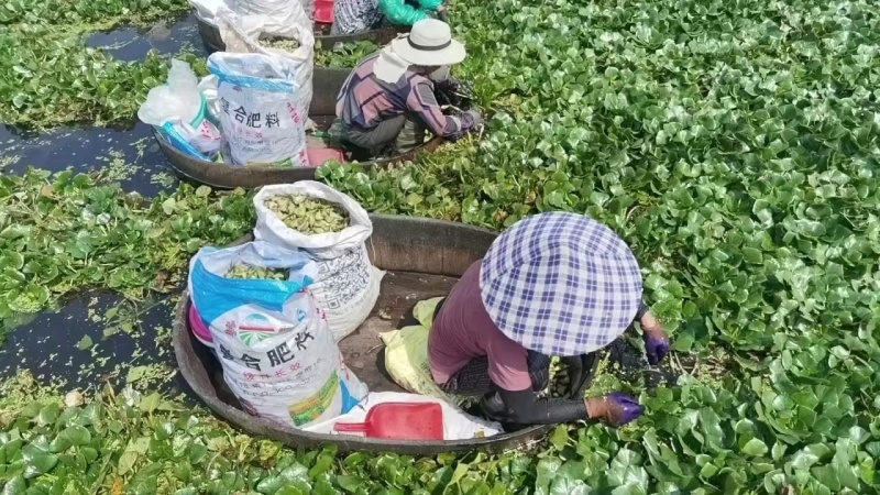 江苏泰州嫩菱角现摘现发脆嫩香甜可发全国欢迎联系