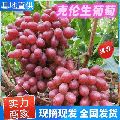《克伦生葡萄》现摘现发陕西葡萄甜度高串形好全国代发