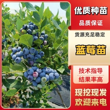 L11-lF6-L25-博物，德雷铂，32-蓝丝带，杜克