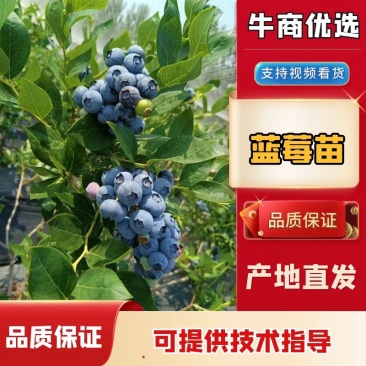 F6-优瑞卡1702-来克西，博物，L11花香蓝莓，公爵