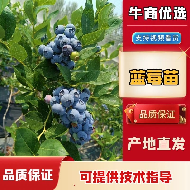 F6-优瑞卡1702-来克西，博物，L11花香蓝莓，公爵