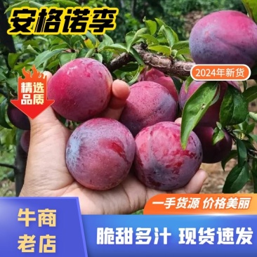 [热卖]李子安格诺李即将上市，欢迎各地老板前来采购保质保量