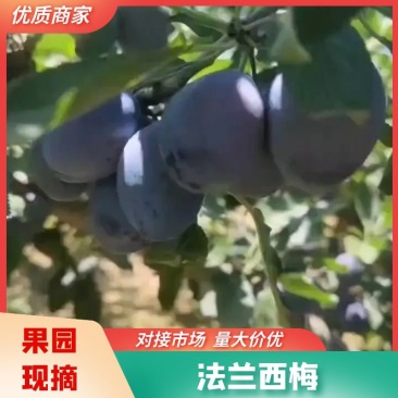 陕西大荔精品蓝西梅，欢迎各位老板合作。物美价廉。