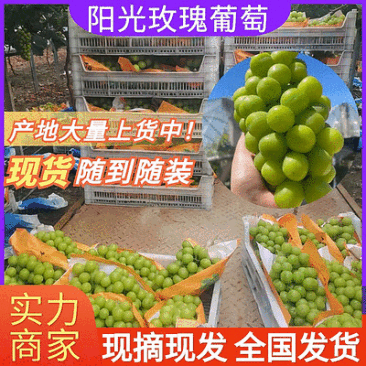 《阳光玫瑰葡萄》湖北葡萄可供商超、市场、电商量大从优