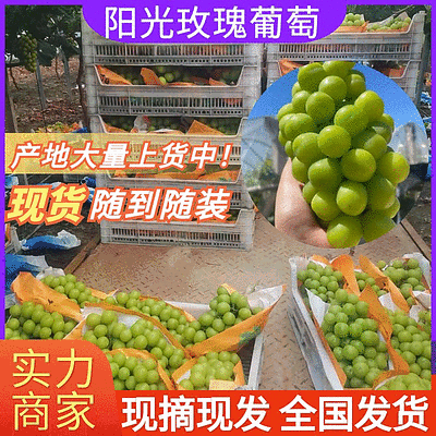 《阳光玫瑰葡萄》湖北葡萄可供商超、市场、电商量大从优