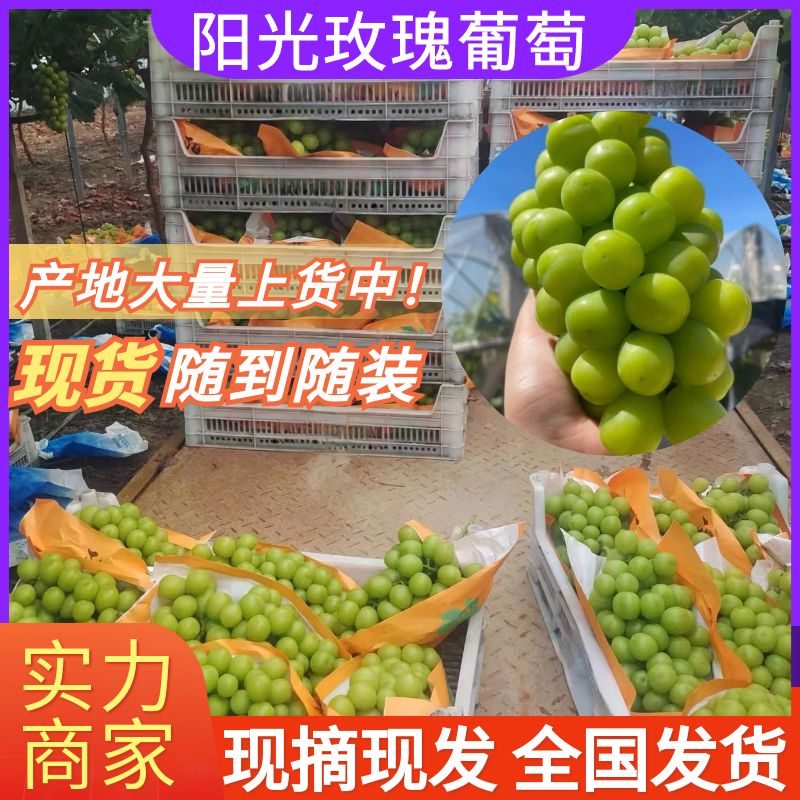 《阳光玫瑰葡萄》湖北葡萄可供商超、市场、电商量大从优