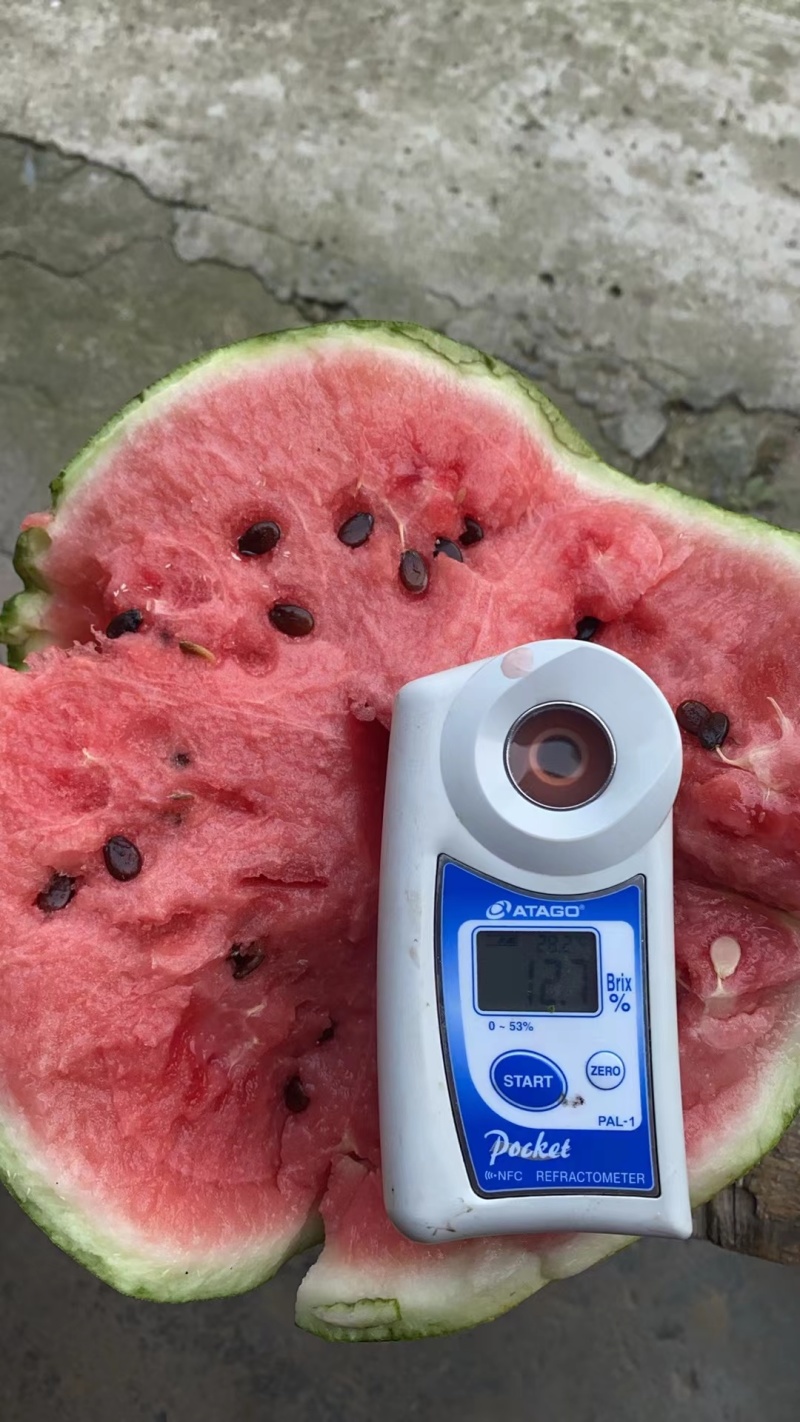 江苏无籽美都西瓜产地直发大量有货保质保量可视频