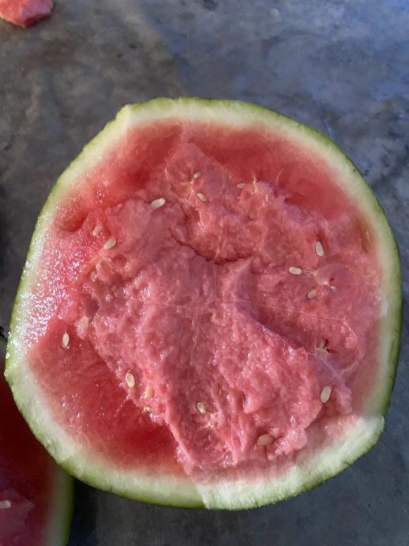 江苏无籽美都西瓜产地直发大量有货保质保量可视频