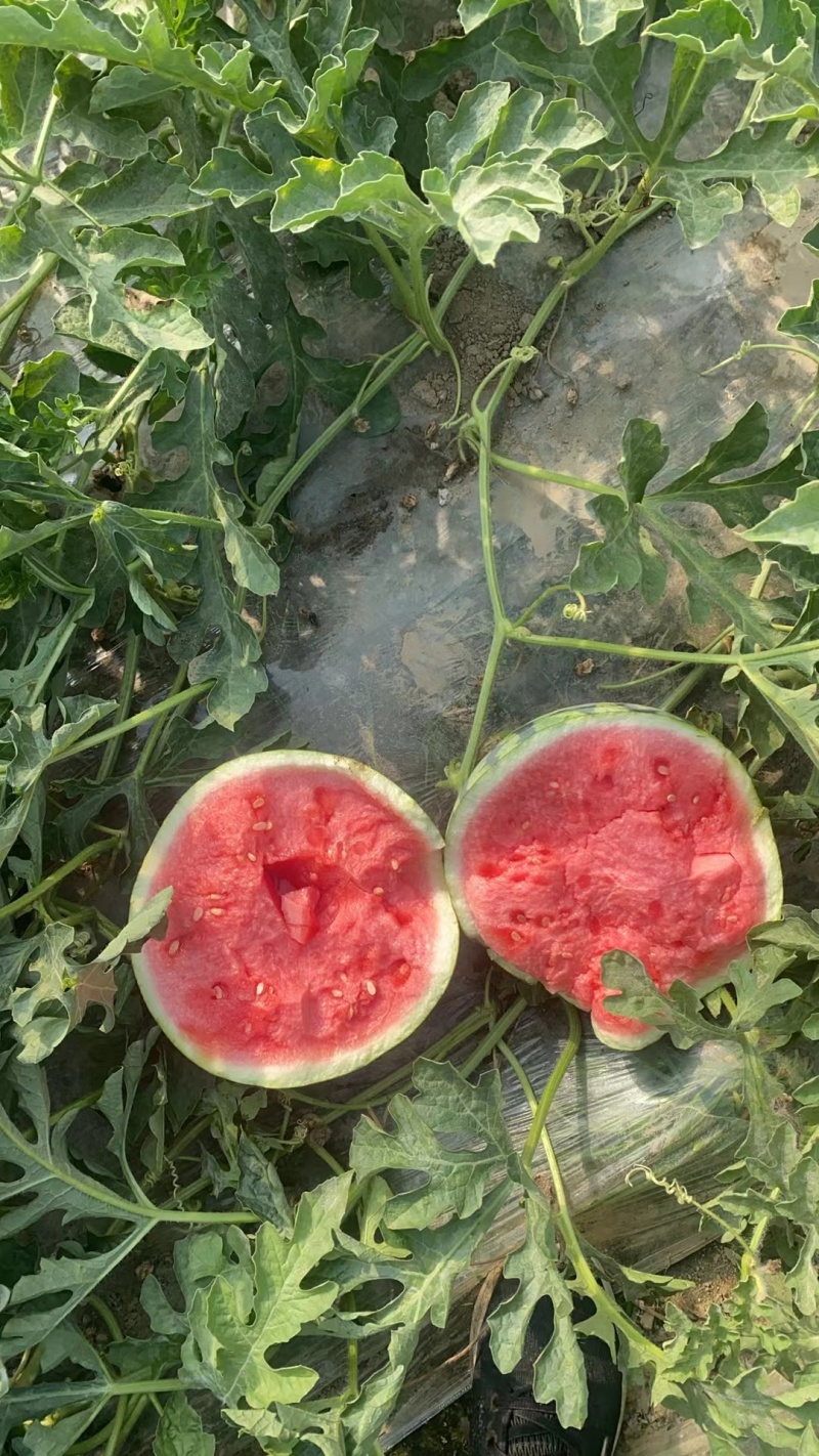 江苏无籽美都西瓜产地直发大量有货保质保量可视频