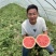 江苏无籽美都西瓜产地直发大量有货保质保量可视频