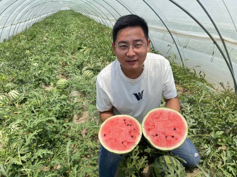 江苏无籽美都西瓜产地直发大量有货保质保量可视频