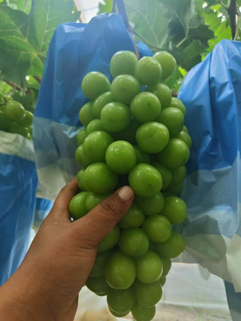 阳光玫瑰陕西阳光玫瑰大荔葡萄产地直发品质保证
