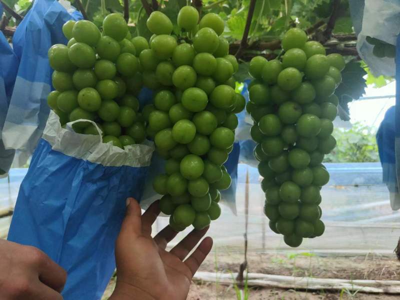 阳光玫瑰陕西阳光玫瑰大荔葡萄产地直发品质保证