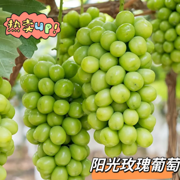 阳光玫瑰陕西阳光玫瑰大荔葡萄产地直发品质保证