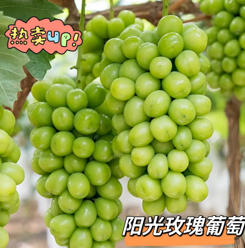 阳光玫瑰陕西阳光玫瑰大荔葡萄产地直发品质保证