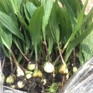 毛慈菇种苗出售，技术免费提供，回收加工成品鲜货