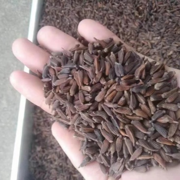 广西贺州百部种子，新种子上市，欢迎电话联系我