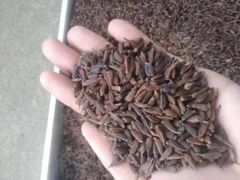 广西贺州百部种子，新种子上市，欢迎电话联系我