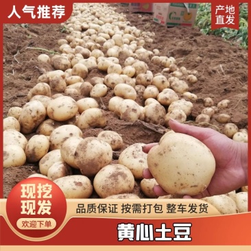 辽宁荷兰十五!实验一号!沃土等!黄心土豆大量有货!