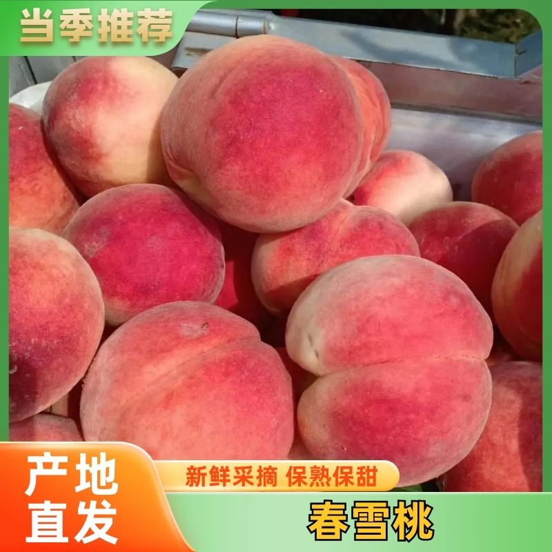 辽宁绥中春雪毛桃，口感脆甜，视频看货，货源充足，