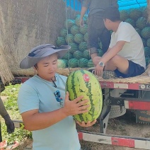 《金城5号》甘肃西瓜/无籽西瓜/大量上市/量大从优