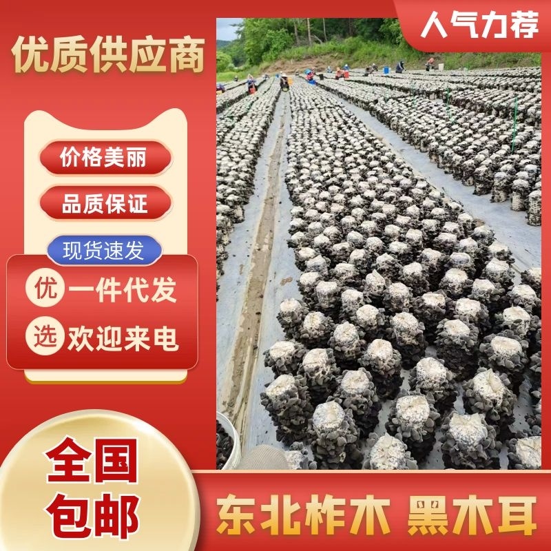 东北柞木黑木耳秋木耳自家种植/质量保证货源充足/量大优惠