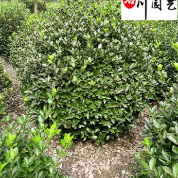 大叶黄杨球80-150公分大叶黄杨球苗木基地量大从优