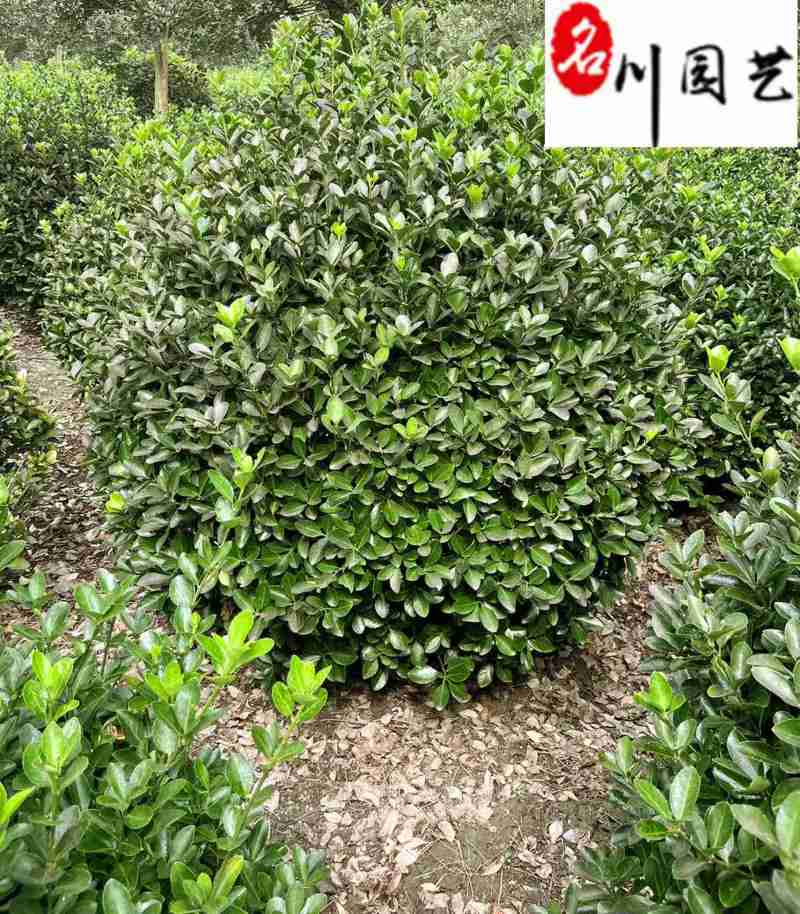 大叶黄杨球80-150公分大叶黄杨球苗木基地量大从优