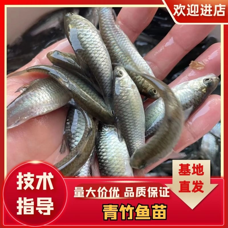 青竹鱼苗，黄脸青竹苗，技术孵化优质良种苗生长速度快。