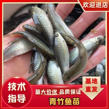 青竹鱼苗，长期供货，可以视频看货场地直销线上保障交易
