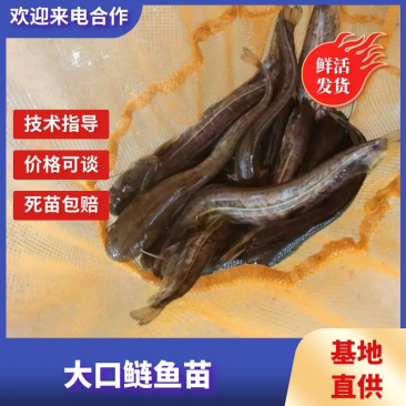 【精选】大口鲢鱼苗，重庆鲢鱼苗，潼南鱼苗，产地一手货源
