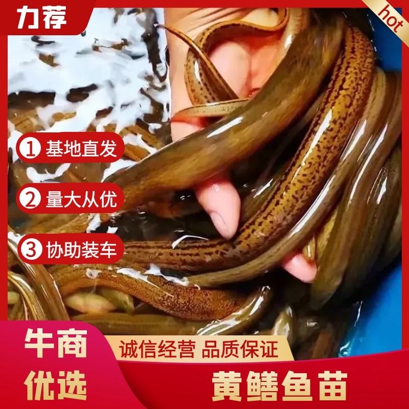 【精选】黄鳝鱼苗，重庆潼南黄鳝苗，对接全国批发量大从优