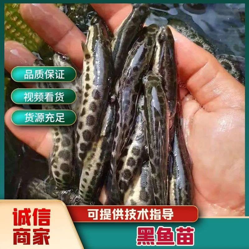 【黑鱼苗】渔场直发，精品黑鱼苗，重庆潼南黑鱼苗鲜活发货