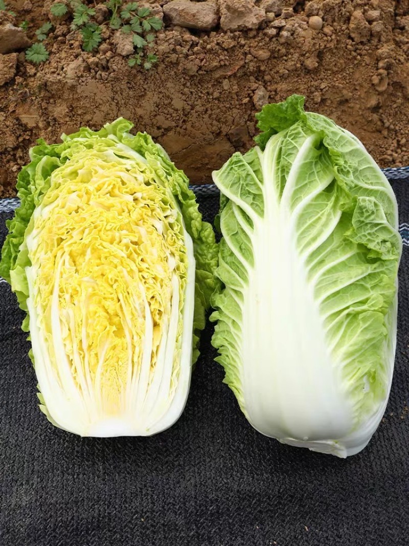 君川黄玉黄心白菜种子中小棵黄芯白菜直筒型内芯金黄