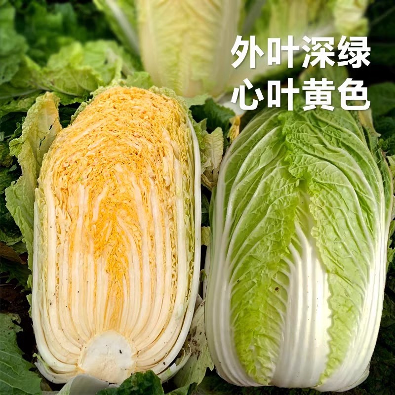 君川黄玉黄心白菜种子中小棵黄芯白菜直筒型内芯金黄