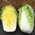 春满田黄心白菜种子中棵黄芯白菜50天密植可做大娃娃菜