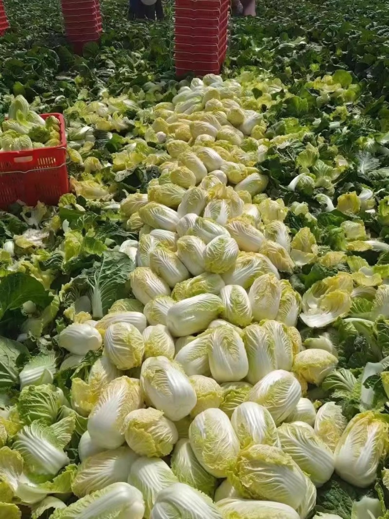 春满田黄心白菜种子中棵黄芯白菜50天密植可做大娃娃菜