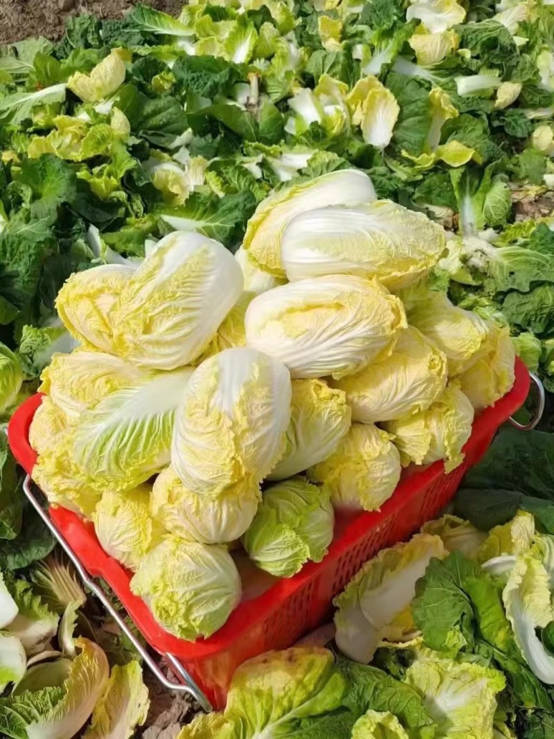 春满田黄心白菜种子中棵黄芯白菜50天密植可做大娃娃菜
