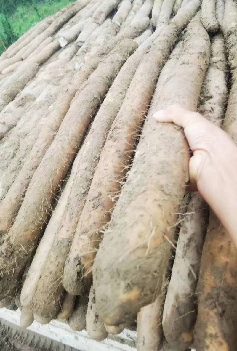 【推荐】湖北新鲜九斤黄山药量大价优品质保证对接全国